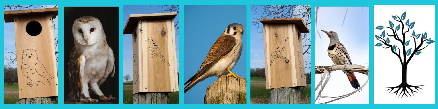 Owl Banner showing Front of Owl Nesting Box with drawing of Owl in black, photo of Barn Owl, Side of Nesting Box showing drawing of Kestrel, Photo of Kestrel, Side of Nesting Box showing drawing of Northern Flicker, photo of Northern Flicker, Logo of Tree