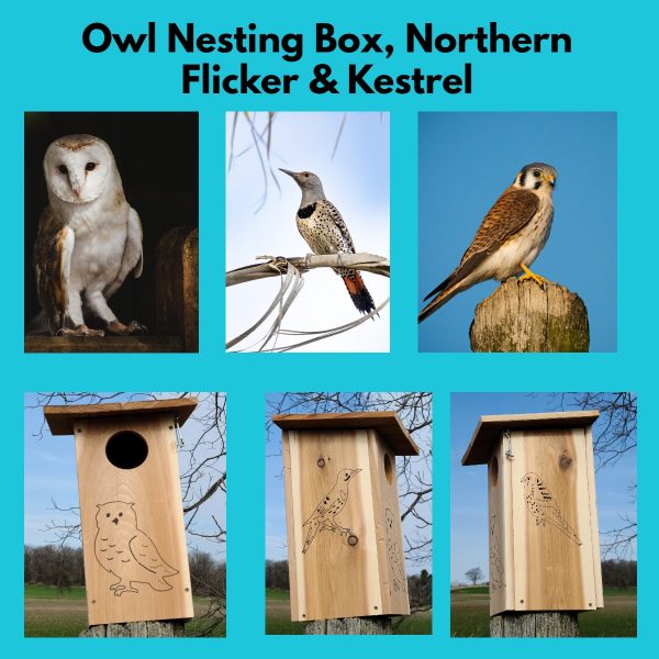 Owl Nesting Box Birdhouse showing hand painted images of Owl, Northern Flicker and Kestrel with a photo of a real bird above each drawing.